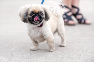 Pekingese köpek şehir cadde üzerinde