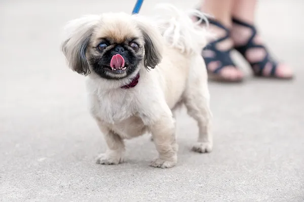 Pekingese köpek şehir cadde üzerinde — Stok fotoğraf