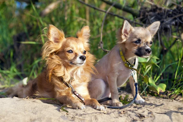 Chihuahua chien et chiot — Photo