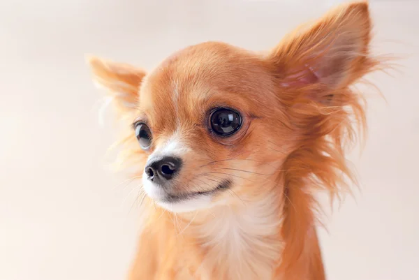 Rosso chihuahua cane ritratto primo piano — Foto Stock