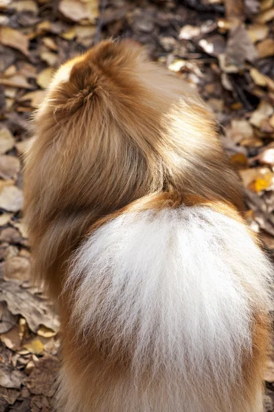 Cão spitz alemão close-up em folhas de outono — Fotografia de Stock