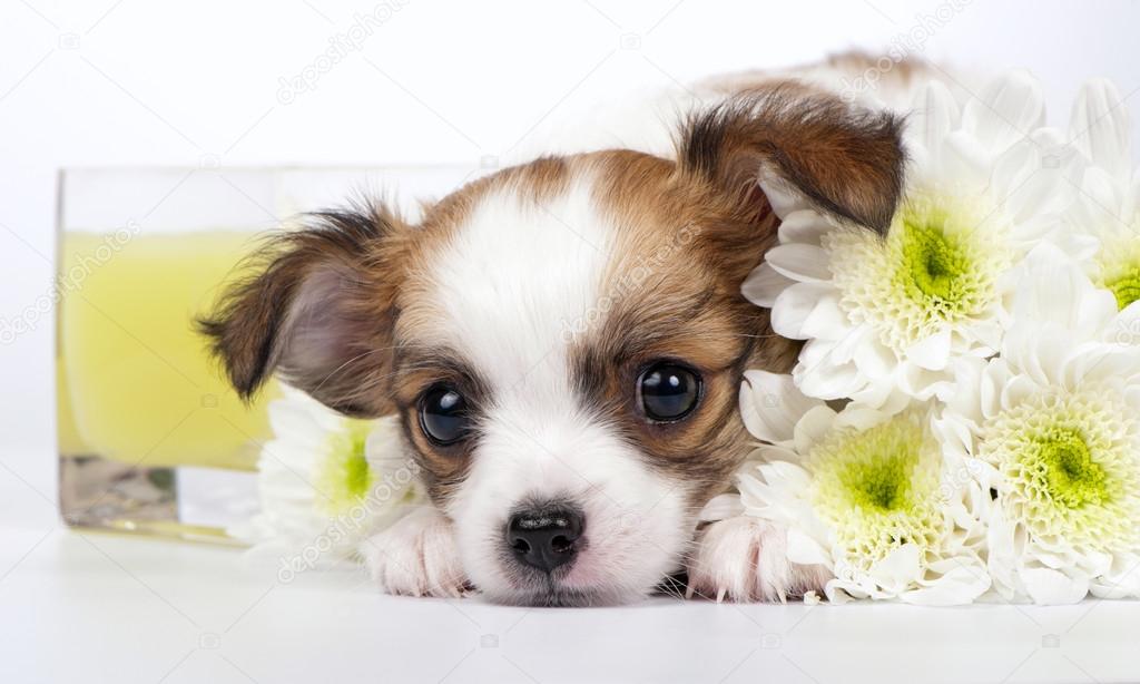 Sweet Chihuahua puppy with chrysanthemums flowers and yellow candle