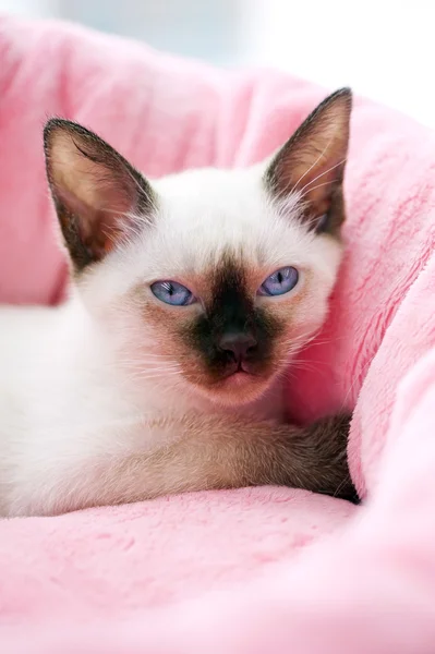 Gatinho tailandês na cama de animal de estimação rosa — Fotografia de Stock
