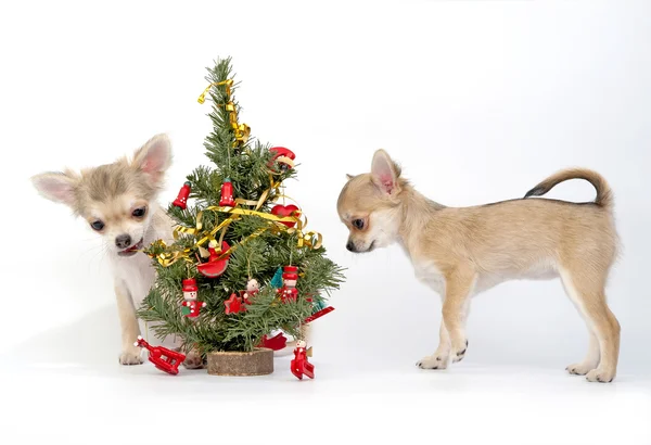 Chihuahua-Welpen schmücken Weihnachtsbaum — Stockfoto