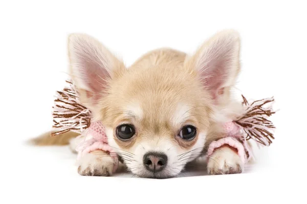 Niedlicher Chihuahua-Welpe mit rosa Schal — Stockfoto