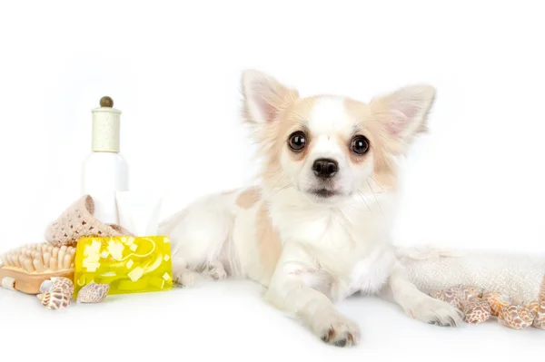 Bellissimo cane chihuahua con accessori spa — Foto Stock