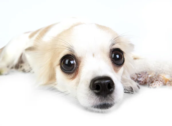 Unglaubliche Chihuahua-Augen aus nächster Nähe — Stockfoto