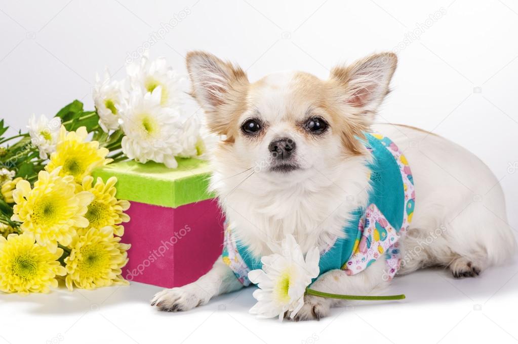 Beautiful Chihuahua dog with gift box and flowers