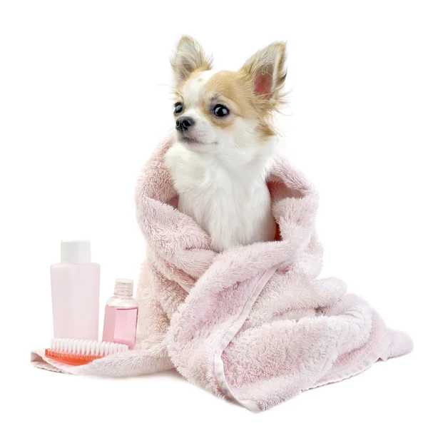 Dolce Chihuahua con accessori spa Immagini Stock Royalty Free