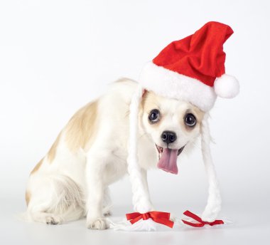 komik chihuahua santa