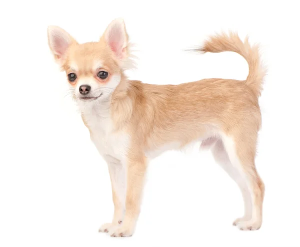 Joven chihuahua perro apilamiento en blanco — Foto de Stock