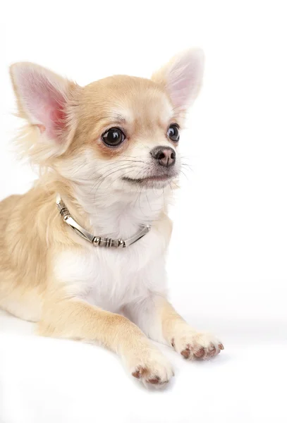 Cachorrinho chihuahua agradável com retrato colar de prata — Fotografia de Stock