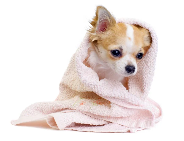 Cute Chihuahua dog with pink towel isolated — Stock Photo, Image