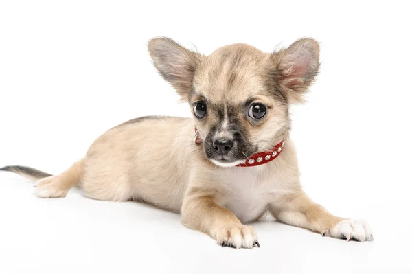 Chihuahua chiot portant collier rouge — Photo