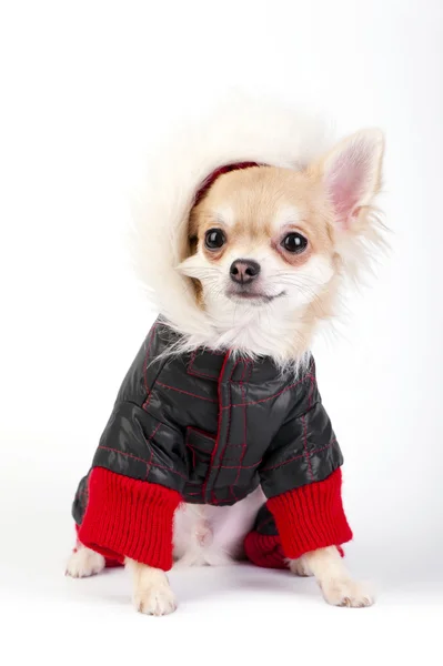 Chihuahua puppy dressed in bright jumpsuit with fur hood — Stock Photo, Image