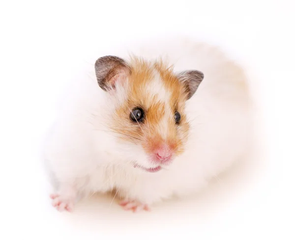 Cute Syrian golden with white hamster close-up — Stock Photo, Image