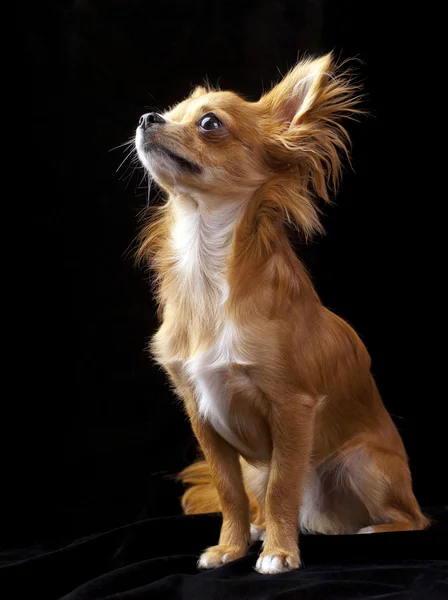 Tan med vit chihuahua hunden tittar upp — Stockfoto