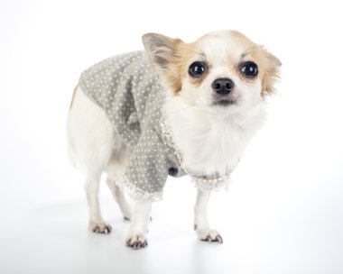inci kolye ile moda elbise giyen glamour chihuahua köpek