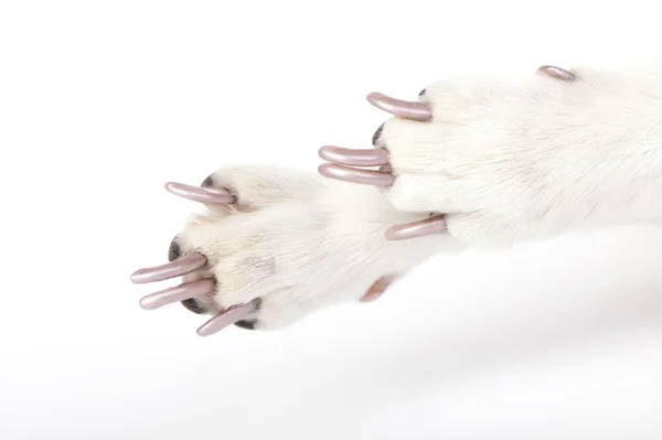 Groomed dog paws with manicured claws close-up — Stock Photo, Image
