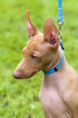 cirneco dell'etna, Sicilyalı tazı köpek yavrusu dikey, mavi kira kontratı