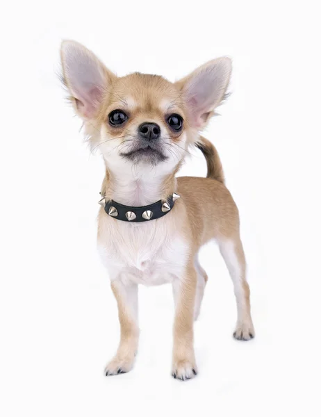 Piccolo ritratto del cucciolo di chihuahua sicuro di sé con collo tempestato di pelle nera — Foto Stock