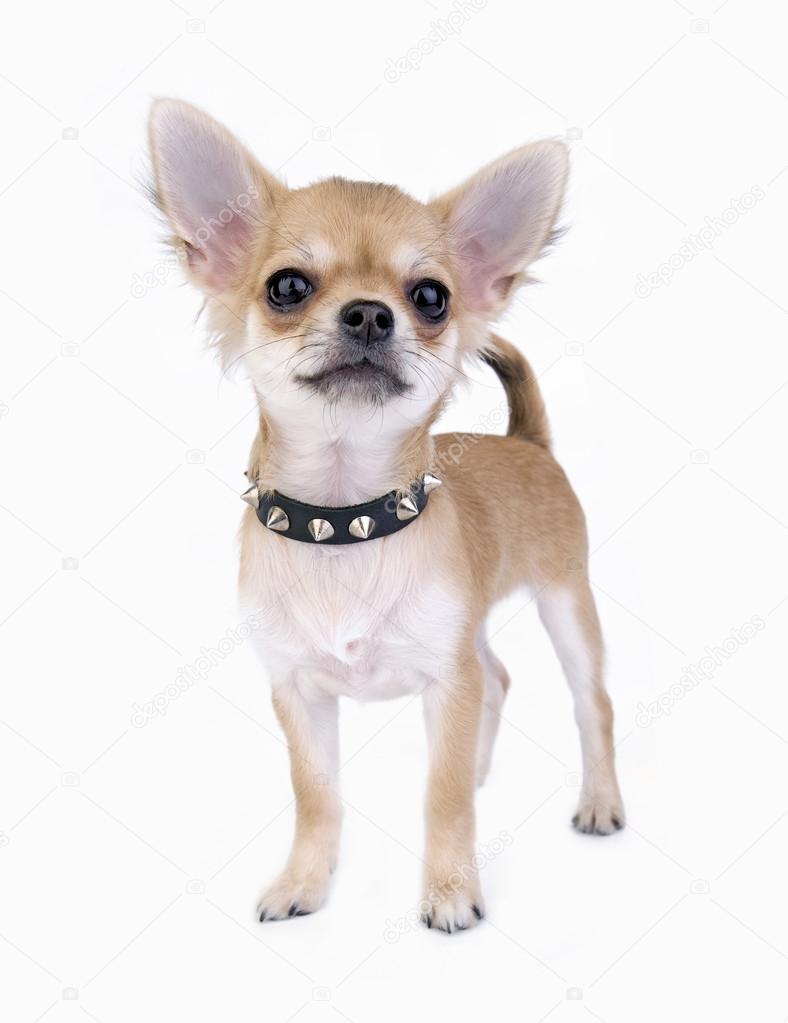 Small self-confident Chihuahua puppy portrait with black leather studded collar