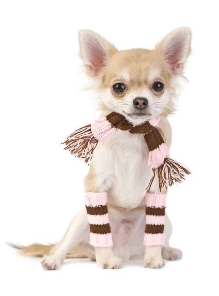 Cute chihuahua puppy with striped socks and scarf — Stock Photo, Image