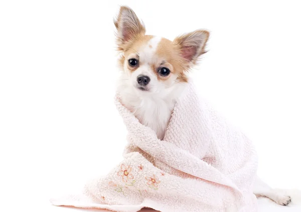 tatlı chihuahua köpek ile pembe havlu izole