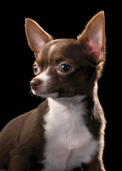 Chihuahua marrom chocolate com retrato de peito branco — Fotografia de Stock