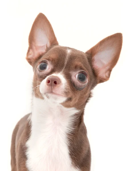 Chocolate with white chihuahua portrait — Stock Photo, Image