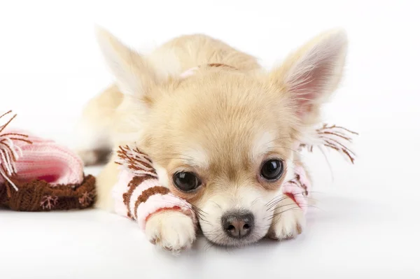 Roztomilý čivava štěně s pruhované ponožky a čepici — Stock fotografie