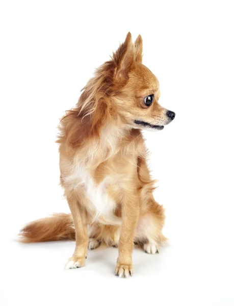 Pies chihuahua czerwony patrząc w prawo — Zdjęcie stockowe