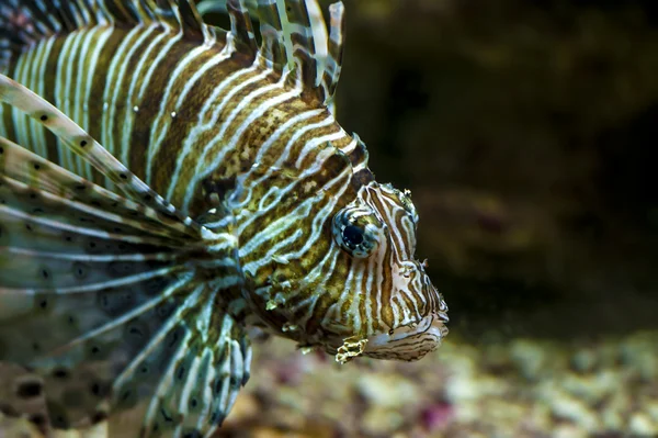 Wspólne lionfish lub diabeł firefish bliska — Zdjęcie stockowe