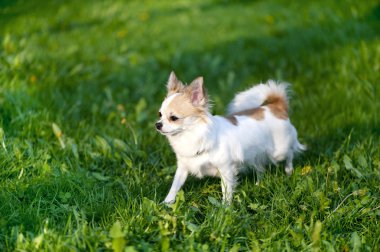 Chihuahua köpek günbatımı doğru gidiyor