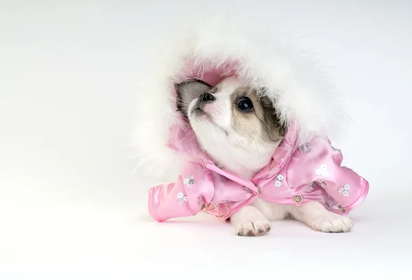 Szczeniak Chihuahua ubrany w płaszcz różowy — Zdjęcie stockowe