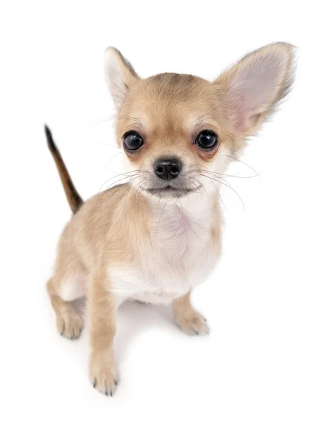 Söt chihuahua valp med sticker upp svansen — Stockfoto