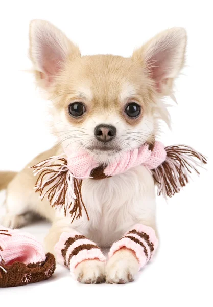 Nice chihuahua puppy with knitted set isolated — Stock Photo, Image