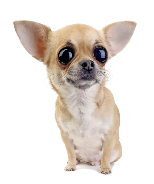 Chihuahua cachorro retrato com grandes olhos isolados — Fotografia de Stock