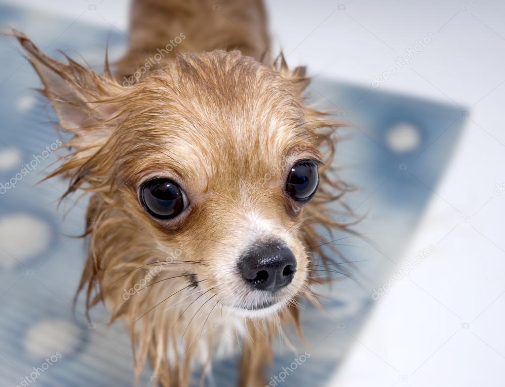 Wet Fluffy Dog 110+ Thousand Wet Dogs Royalty-Free Images, Stock