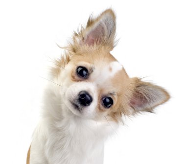 chihuahua köpek başını yatırma
