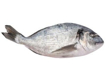 taze donmuş dorado balığı izole