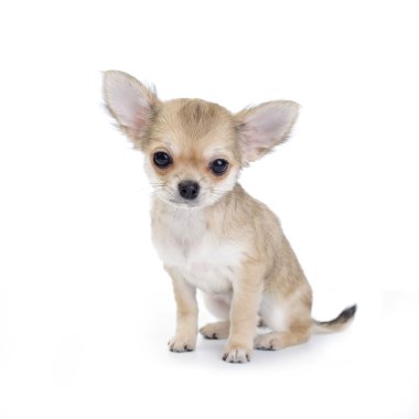 soluk bej chihuahua yavrusu