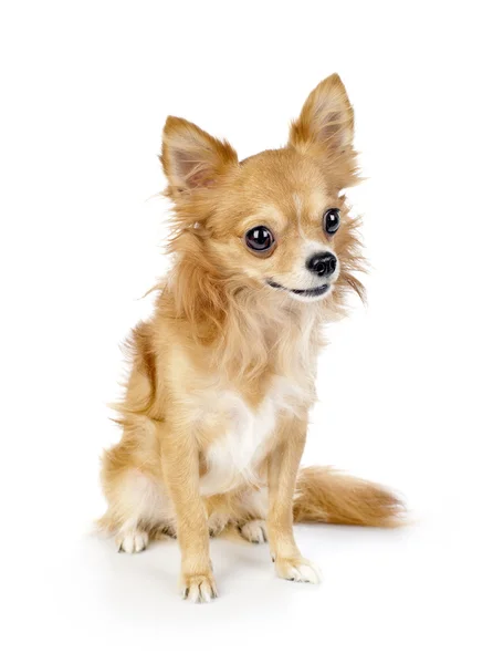Güzel kırmızı chihuahua köpek portre — Stok fotoğraf