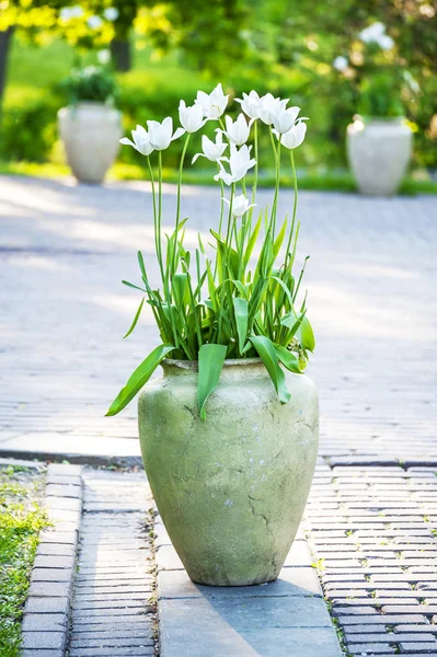 Białe tulipany w wazonie ceramiczne — Zdjęcie stockowe