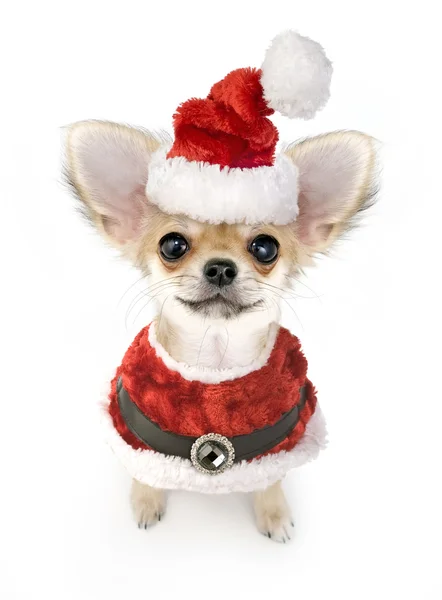 Christmas chihuahua puppy with Santa costume — Stock Photo, Image