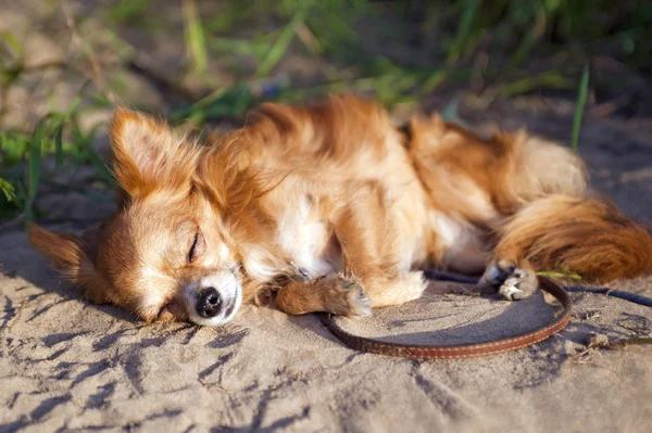 Chihuahua hond Dommelen op strand — Stockfoto