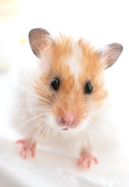 Syrian golden hamster portrait close-up — Stock Photo, Image