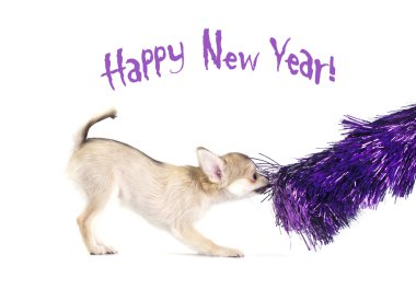 parlak mor tinsel ile oynak chihuahua köpek yavrusu