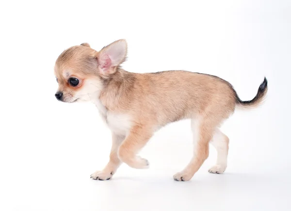 Zwiedzanie szczeniak chihuahua — Zdjęcie stockowe