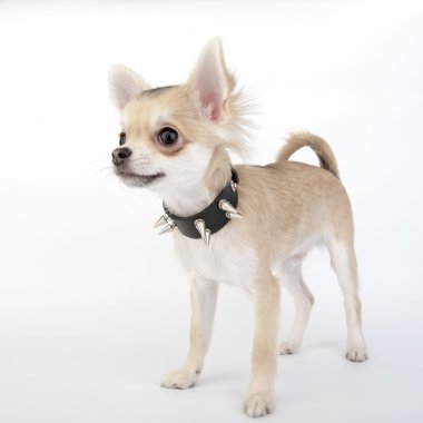 Chihuahua puppy with black leather collar clipart